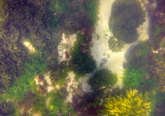 Platycephalus laevigatus