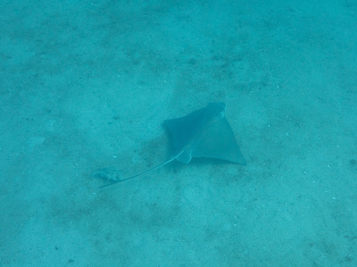 Snouted eagle ray (Myliobatis longirostris) — Myliobatidae — 5