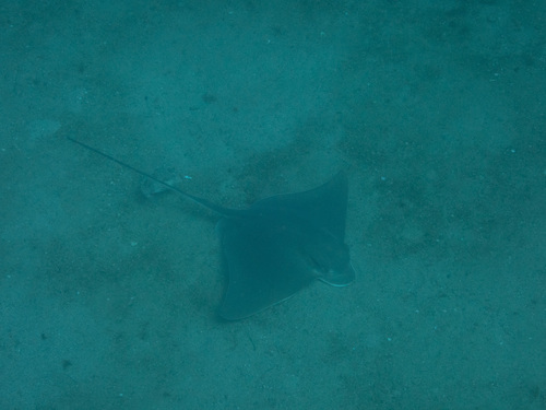 Snouted eagle ray (Myliobatis longirostris) — Myliobatidae — 4