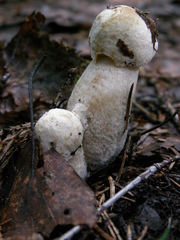 Leccinum percandidum