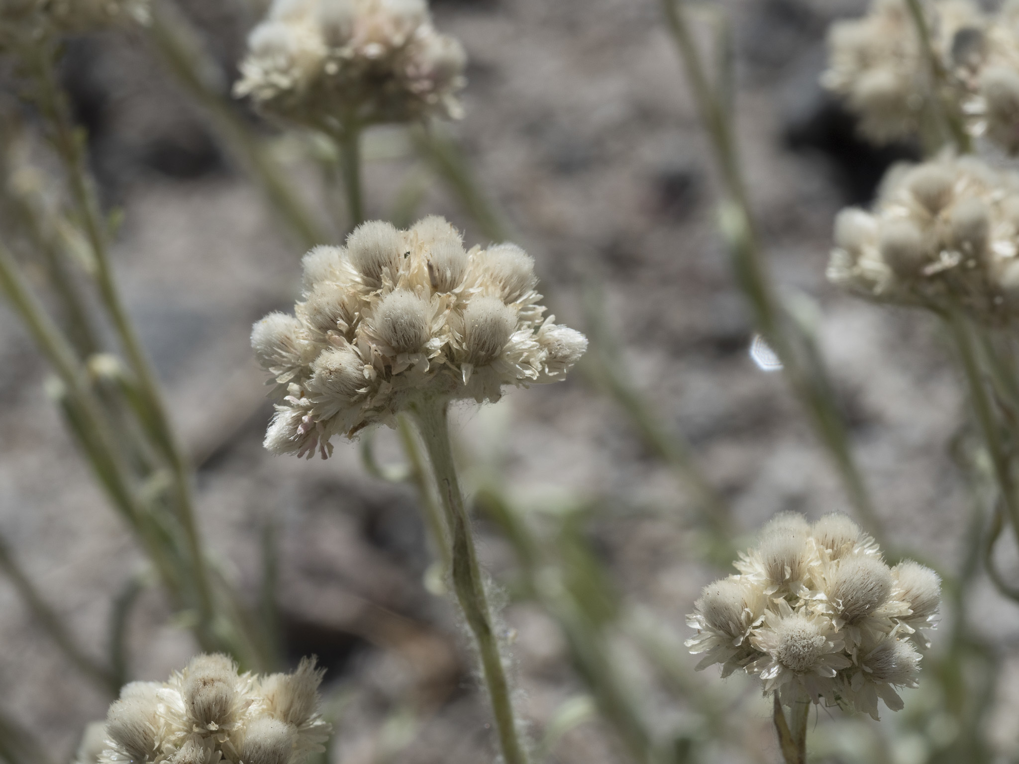 Antennaria rosea ssp. confinis