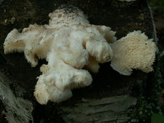 Hericium cirrhatum
