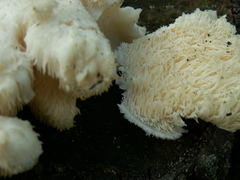 Hericium cirrhatum