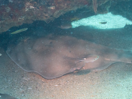 Banded guitarfish (Zapteryx exasperata) — Rhinobatidae — 4