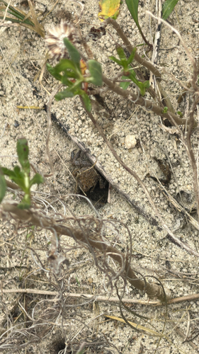 Squareback Marsh Crab, Loggerhead Rd, Kure Beach, NC, US, photo 10 of 10