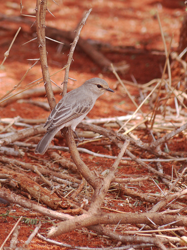 African Gray Flycatcher