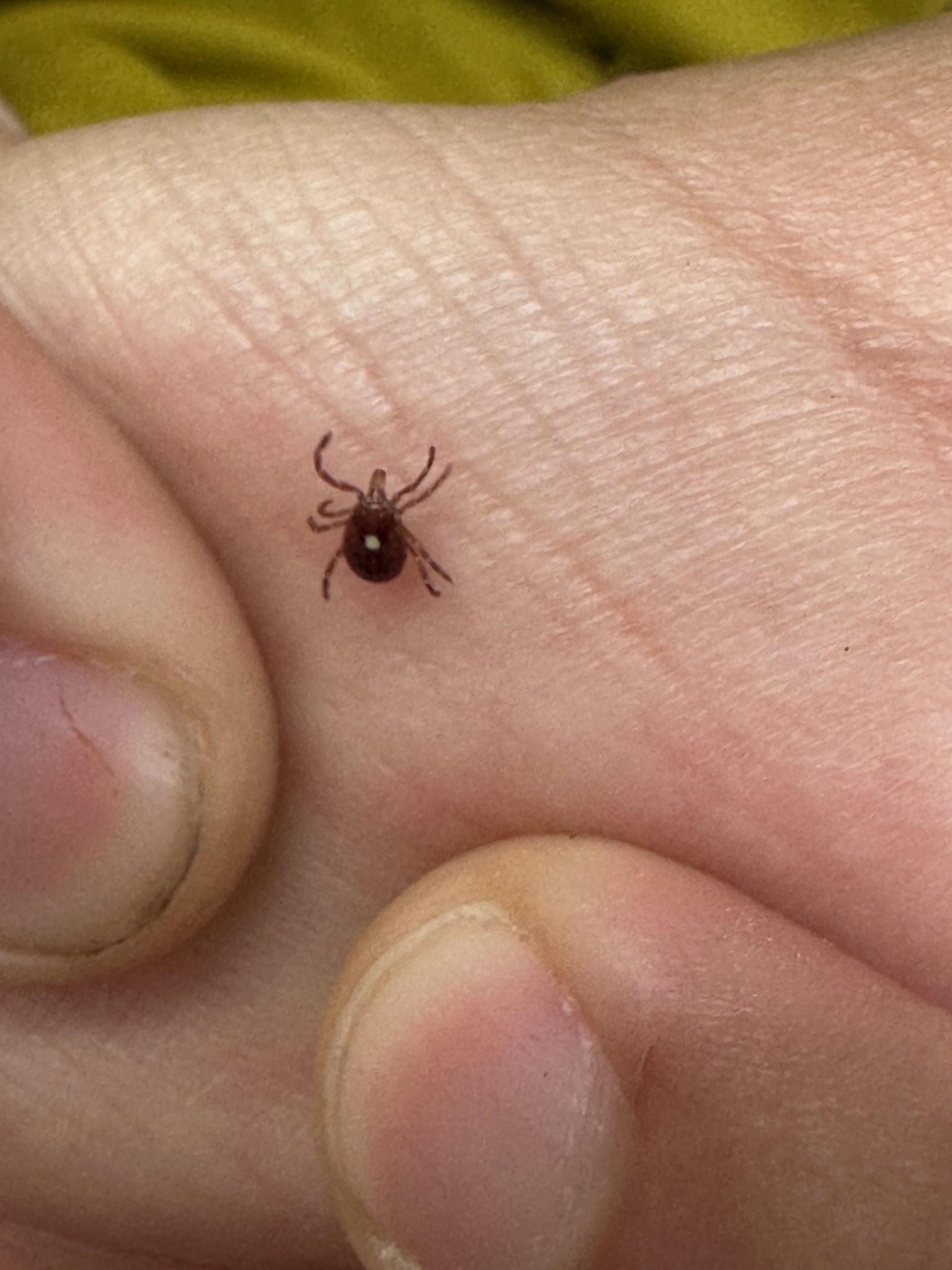 Amblyomma americanum Linnaeus, 1758