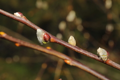 Salix caprea