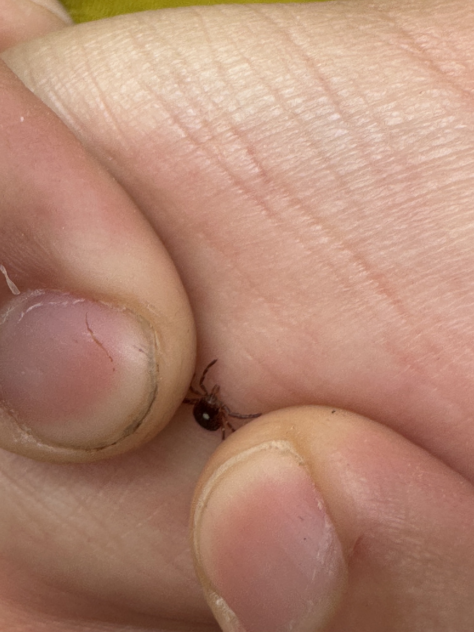 Amblyomma americanum Linnaeus, 1758