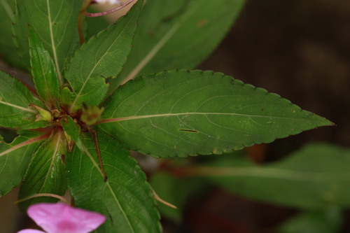 Impatiens platypetala, photograph 6
