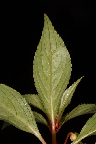 Impatiens platypetala, photograph 3