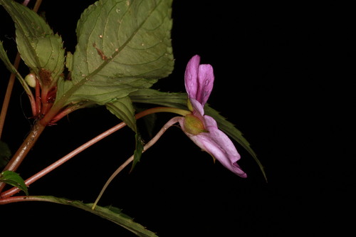 Impatiens platypetala, photograph 4