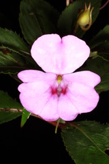 (c) Fabian Brambach, some rights reserved (CC BY) Impatiens platypetala, photograph (c) Fabian Brambach, some rights reserved (CC BY)