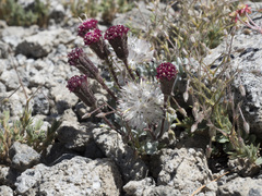 Chaenactis nevadensis