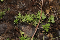 Ranunculus acris