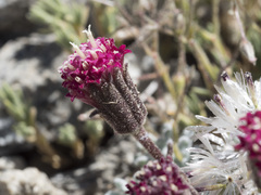 Chaenactis nevadensis