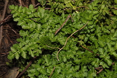 Oenanthe crocata