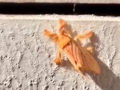 Dalceridae