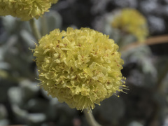 Eriogonum rosense
