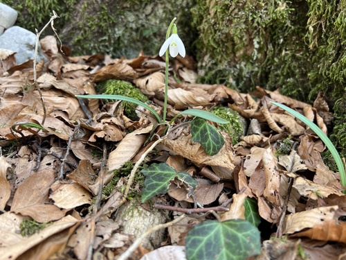 Kleines Schneeglöckchen (Galanthus nivalis): Herkunft und Verwendung — Foto 1