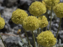 Eriogonum rosense