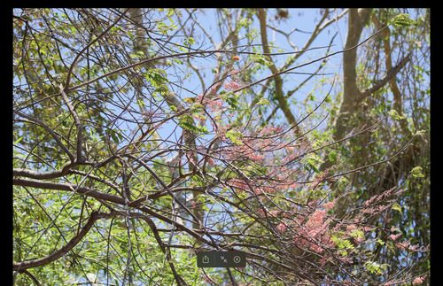 Cassia grandis