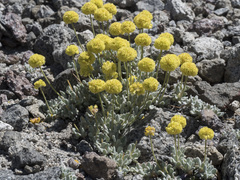 Eriogonum rosense