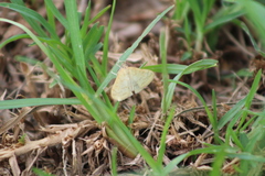 Hahncappsia pergilvalis