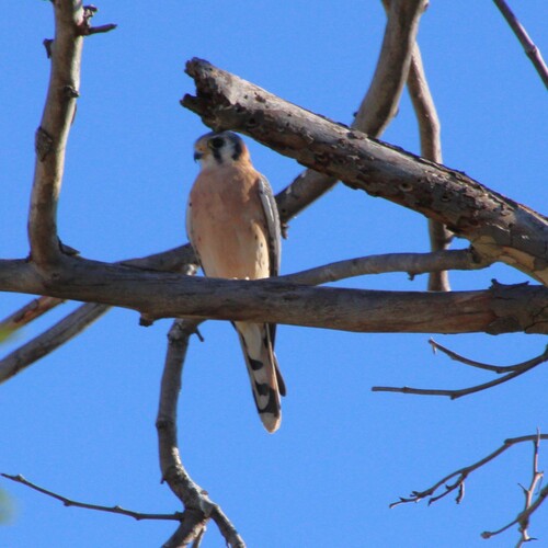 iNaturalist observation photo of American Kestrel