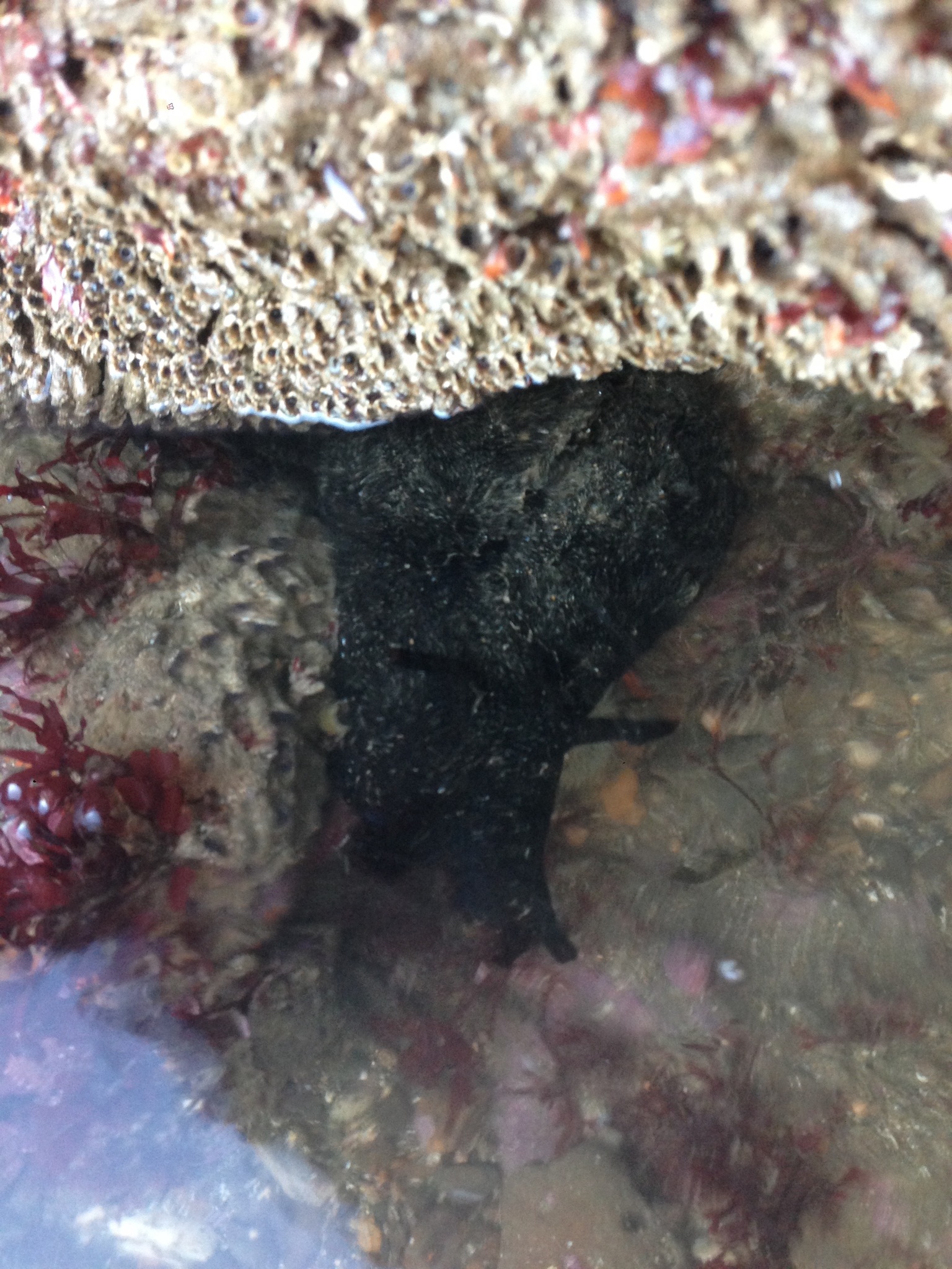 加州黑海兔 (黑海兔) Aplysia vaccaria
