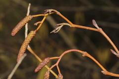 Alnus glutinosa