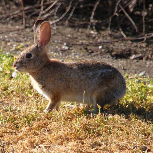 iNaturalist observation photo of Desert Cottontail