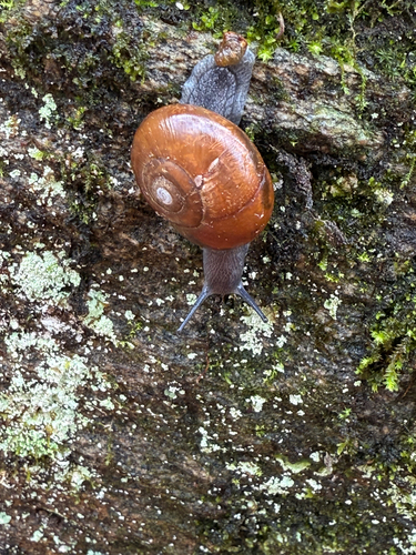 Jew's Harp Spring Trail