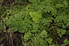 Oenanthe crocata