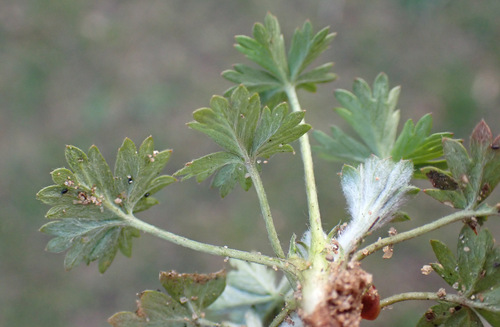 Hoary cinquefoil