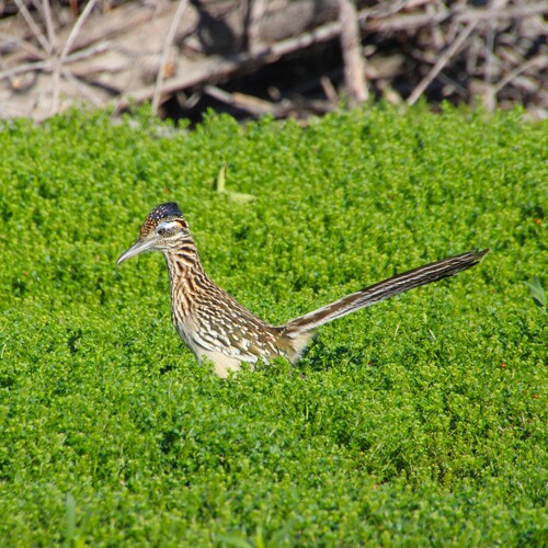 iNaturalist observation photo of Greater Roadrunner