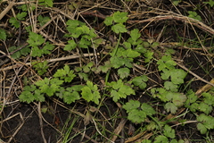 Ranunculus repens
