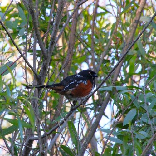 iNaturalist observation photo of Spotted Towhee