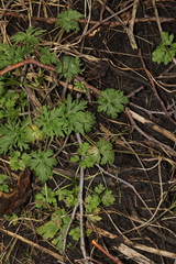 Ranunculus acris