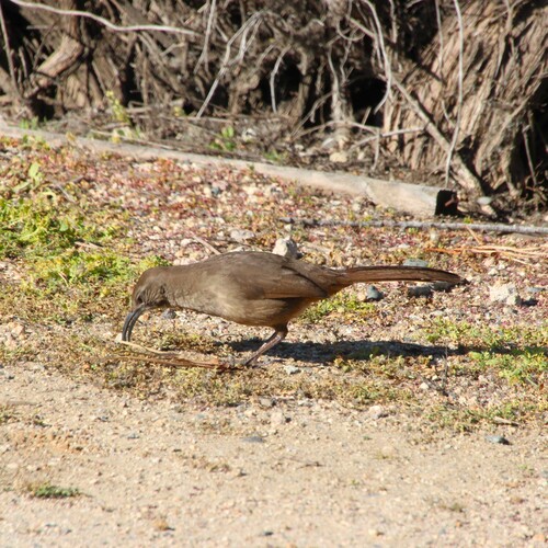 iNaturalist observation photo of California Thrasher