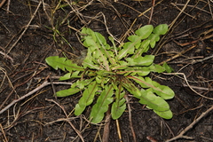 Taraxacum