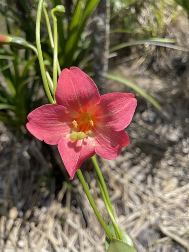 Calolisianthus pedunculatus (Calolisianthus pedunculatus)