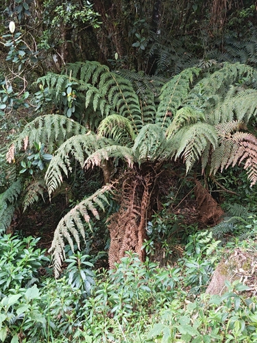 Dicksonia karsteniana, 2026-03-08
