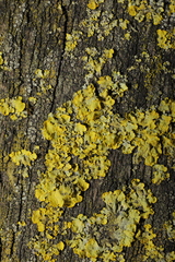 Xanthoria parietina