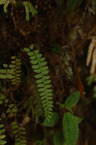 Fragrant necklace fern (Osmolindsaea odorata)