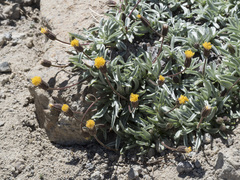 Raillardella argentea