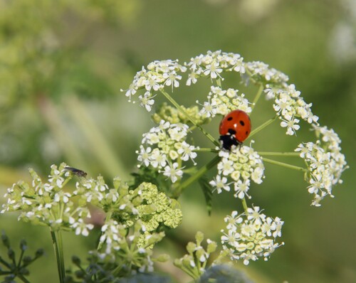 iNaturalist observation photo of Seven-spotted Lady Beetle