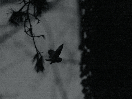 View observation of {o.common_name} on iNaturalist