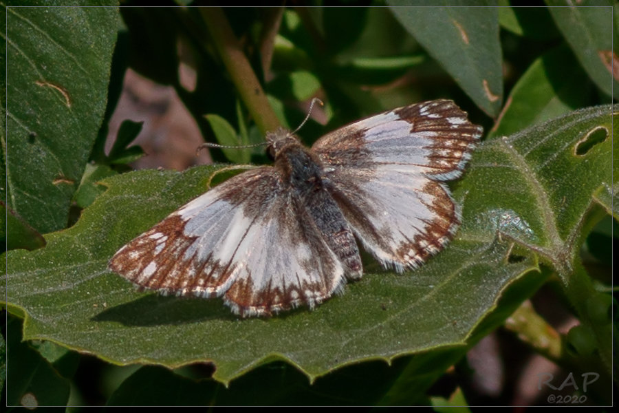 Stained White-Skipper