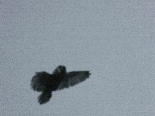 View observation of {o.common_name} on iNaturalist